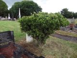 image of grave number 451918